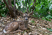 Mule Deer (Odocoileus hemionus), Kindred Spirits Fawn Rescue, Loomis, California