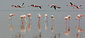European Flamingo (Phoenicopterus roseus) group foraging with Lesser Flamingoes (Phoenicopterus minor) flying overhead, Walvis Bay, Namibia