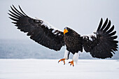 Steller's Sea Eagle (Haliaeetus pelagicus) landing during snowfall, Hokkaido, Japan