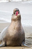 Northern Elephant Seal (Mirounga angustirostris) sub-adult male calling, Piedras Blancas, California