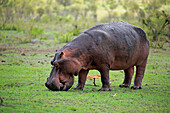 Hippopotamus (Hippopotamus amphibius) grazing, Sabi-sands Game Reserve, South Africa