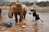 Park patrons bathing elephants during visit, Chiang Mai, Thailand