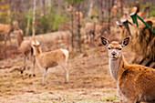 Photograph of female red deer (Cervus elaphus) looking at camera, West Newfield, Maine, USA