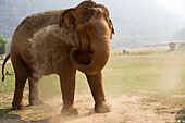 Front view of elephant throwing dust, Chiang Mai, Thailand