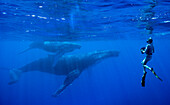 Female snorkeler photographing humpback whales in ocean, Kingdom of Tonga, Ha'apai Island group, Tonga