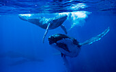 Humpback whales in ocean, Kingdom of Tonga, Ha'apai Island group, Tonga