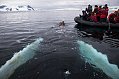 Group of people on inflatable raft watching whales, Antarctica