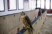 Falcon at falcon market, Falcon Souk, Doha, Qatar