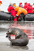 A female Antarctic Fur Seal (Arctocephalus gazella) at Salisbury Plain, South Georgia, Southern Ocean, with a zodiak full of passengers from an expedition cruise.