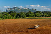 Farmer plowing a field with oxen, near Vinales, Cuba with limestone 'magotes' in the background. Vinales, Cuba