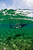 Snorkeler swimming over turtlegrass underwater off coast of Roatan Island reef, Honduras