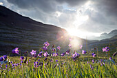 Beautiful natural scenery with field of purple wildflowers in Pyrenees, Ordesa y Monte Perdido National Parks, Huesca, Aragon, Spain