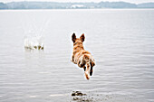 Rear view of golden retriever dog in mid-air after jumping into lake