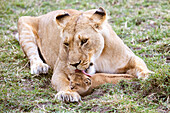 Beautiful nature photograph of lioness (Panthera leo) licking cub, Masai Mara National Reserve, Kenya