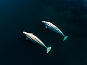 Directly above view of two beluga whales swimming side by side in Arctic Sea, Svalbard