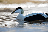 Arctic nature photograph with side view of single common eider (Somateria mollissima) floating on Arctic Ocean, Longyearbyen, Svalbard and Jan Mayen, Norway