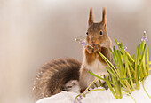 Cute photograph of a single red squirrel holding a flower in snow in winter