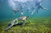Schnorchler betrachten Gruene Meeresschildkroete, Chelonia mydas, Akumal, Tulum, Mexiko