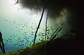 Diving in Car Wash Cenote Aktun Ha, Tulum, Yucatan, Mexico