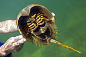 Underside of Horseshoe Crab, Limulus polyphemus, Cancun, Yucatan, Mexico