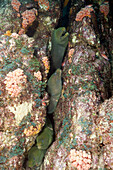 Kastanienmuraenen in Riffspalte, Gymnothorax castaneus, La Paz, Baja California Sur, Mexiko