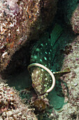 Starry Grouper captures Garden Eel, Epinephelus labriformes, Cabo Pulmo, Baja California Sur, Mexico