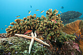 Zweifarben-Seestern am Riff, Phataria unifascialis, Cabo Pulmo, Baja California Sur, Mexiko