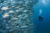 Taucher und Schwarm Großaugen-Stachelmakrelen, Caranx sexfasciatus, Cabo Pulmo, Baja California Sur, Mexiko