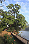 sri lanka; kandy; lake, bridge, rain tree, samanea saman
