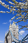 England,London,Tower Bridge and Spring Blossom