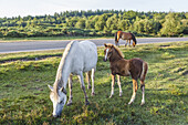 England, Hampshire, New Forest, Horses Walking on Roadside