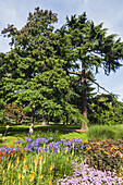 England, London, Richmond, Kew Gardens, The Great Broad Walk Flower Display