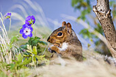 England, London, Southwark, Grey Squirrel