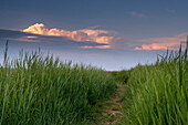 Salt Marsh, Grass, Pathway, Sky, Dusk, Sande, Friesland - District, Lower Saxony, Germany, Europe