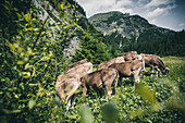 Kuhherde auf der Bergwiese,E5, Alpenüberquerung, 2. Etappe, Lechtal, Holzgau, Tirol, Österreich, Kemptner Hütte zur Memminger Hütte