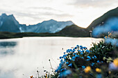 Bergblumen vor Seewisee in Abendstimmung,E5, Alpenüberquerung, 2. Etappe, Lechtal, Holzgau, Tirol, Österreich, Kemptner Hütte zur Memminger Hütte