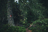 Wegweiser Markierung auf moosigen Baum,E5, Alpenüberquerung, 4. Etappe, Skihütte Zams, Pitztal, Lacheralm, Wenns, Gletscherstube,  Österreich, Zams zur Braunschweiger Hütte