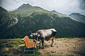 Kuh steht an einer Bank in den Bergen,E5, Alpenüberquerung, 5. Etappe,Braunschweiger Hütte, Ötztal, Rettenbachferner, Tiefenbachferner,   Österreich, Panoramaweg nach Vent