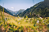 Pitchfork on the mountain meadow, E5, Alpenüberquerung, 1st stage Oberstdorf Sperrbachtobel to Kemptnerhütte, Allgäu, Bavaria, Alps, Germany