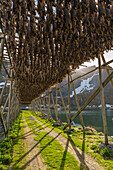 Trockenfisch am Gestell in Reine, Lofoten, Norwegen