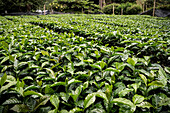 coffee bush seedling at Hacienda Venecia around Manizales, UNESCO World Heritage Coffee Triangle, Departmento Caldas, Colombia, Southamerica