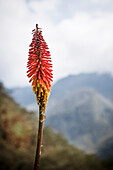 colourful blossom of plant at Cocora Valley, Salento, UNESCO World Heritage Coffee Triangle, Departmento Quindio, Colombia, Southamerica