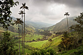 Cocora Valley, endemic wax palm trees, Salento, UNESCO World Heritage Coffee Triangle, Departmento Quindio, Colombia, Southamerica