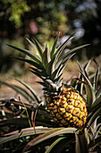 wild wachsende Ananas, San Agustin, UNESCO Weltkulturerbe, Departmento Huila, Kolumbien, Südamerika