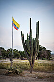 cactus and Colombian flag, Tatacoa desert (Desierto de la Tatacoa), township Villavieja nearby Neiva, Departmento Huila, Colombia, Southamerica