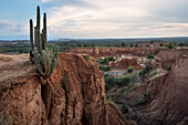 riesiger Kaktus wächst am Rand des Plateaus, surreale Landschaft in Tatacoa Wüste (Desierto de la Tatacoa), Gemeinde Villavieja bei Neiva, Departmento Huila, Kolumbien, Südamerika