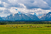 Pferde im Grand Teton Nationalpark, Wyoming, USA