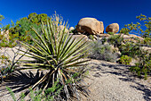 Yucca palm in the Joshua-Tree National Parc, California, USA