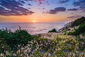 Schilfgras im Sonnenuntergang an der Big Sur, Kalifornien, USA