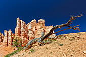Hoodoos in Bryce Canyon, Utah, USA